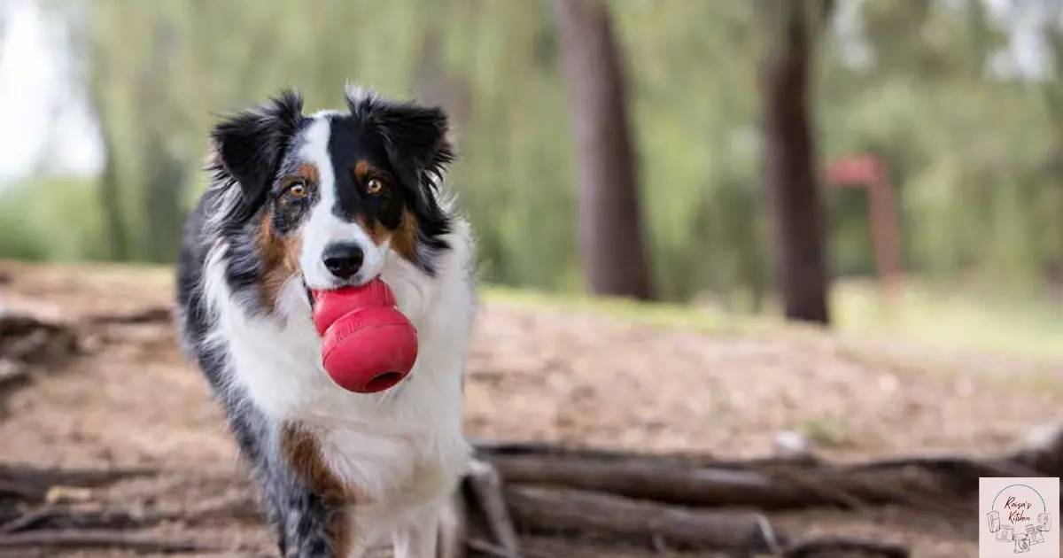 Read more about the article Are Kongs Dishwasher Safe? The Surprising Truth Revealed!